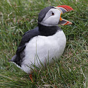 Atlantic Puffin