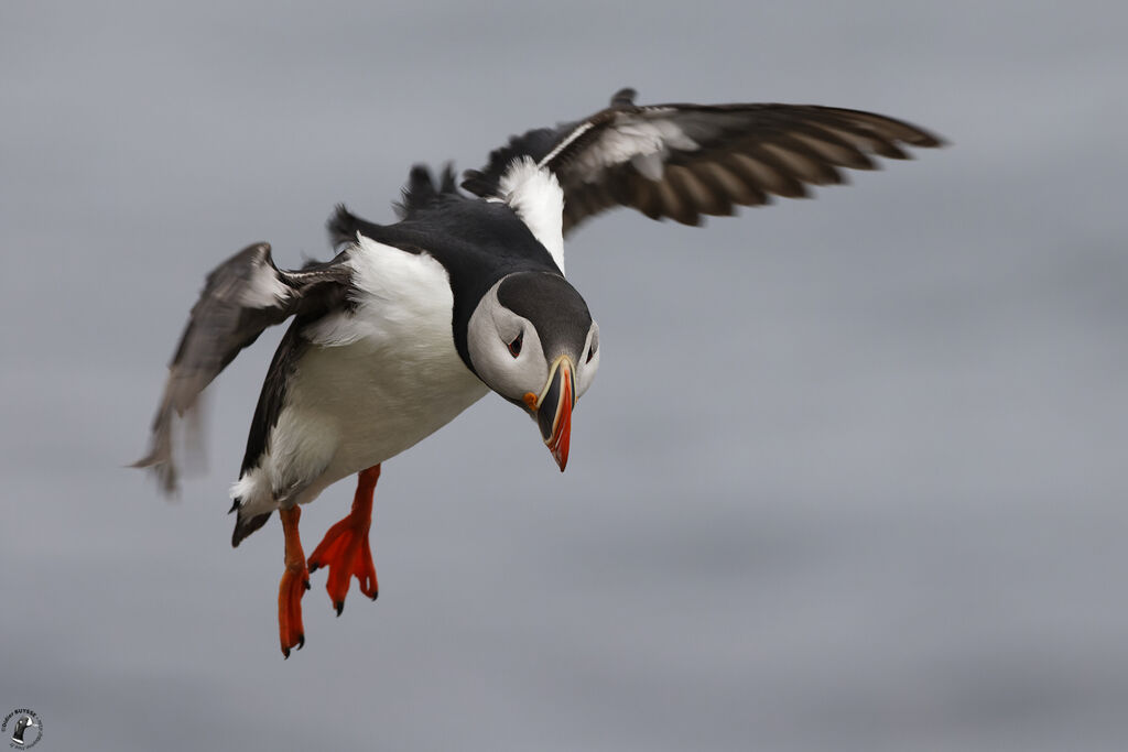 Atlantic Puffinadult, Flight