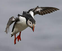 Atlantic Puffin