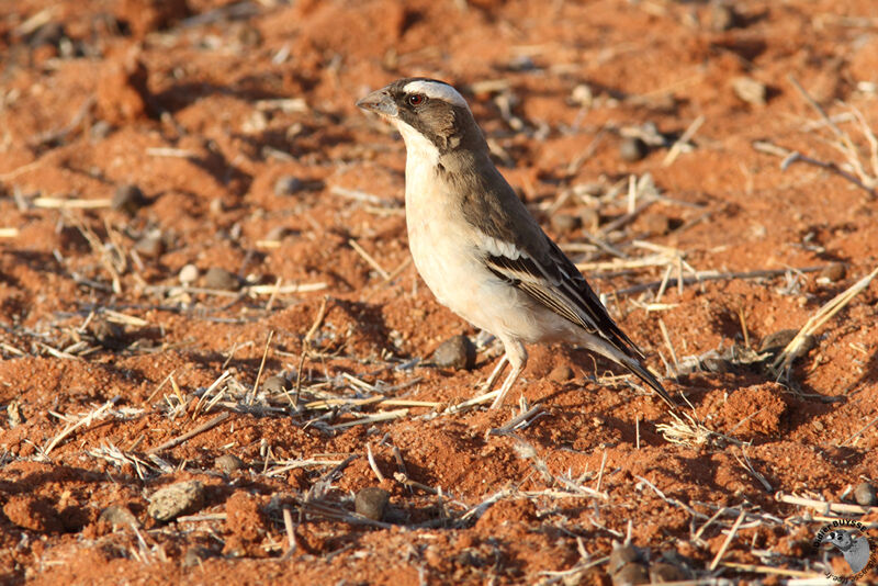 White-browed Sparrow-Weaveradult, identification