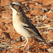 White-browed Sparrow-Weaver