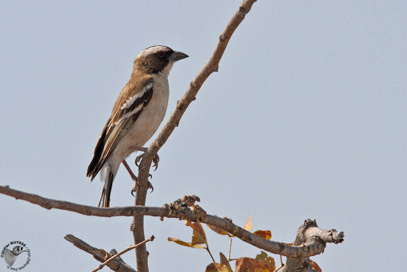 White-browed Sparrow-Weaveradult, identification