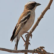 White-browed Sparrow-Weaver