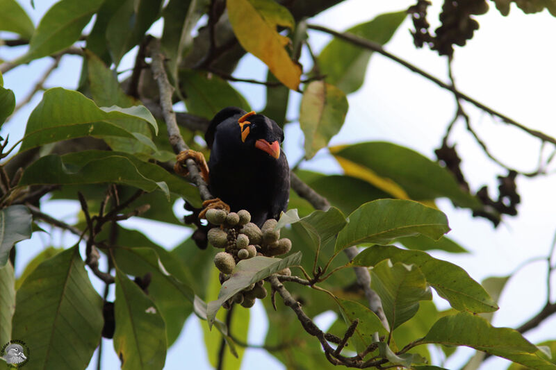 Common Hill Mynaadult, identification