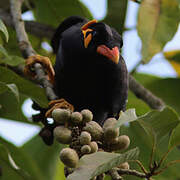 Common Hill Myna