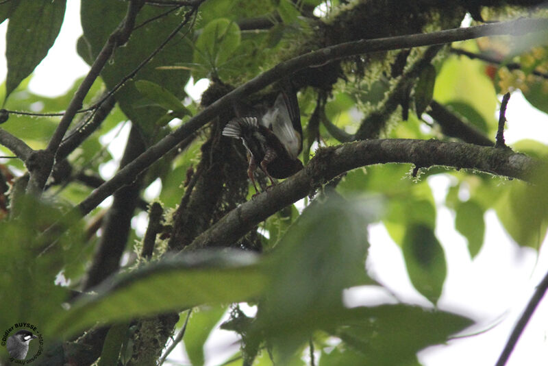 Club-winged Manakin male adult, identification, Behaviour