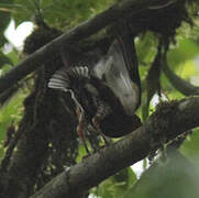 Club-winged Manakin