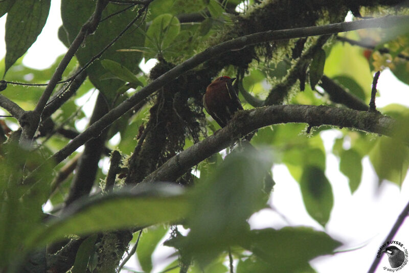 Club-winged Manakin male adult, identification