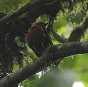 Club-winged Manakin