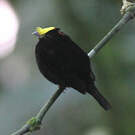 Manakin à ailes d'or