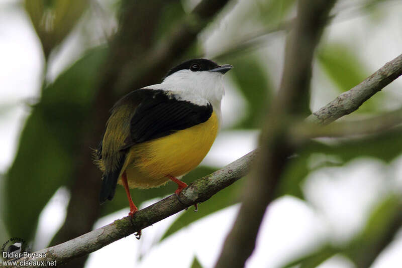 Manakin à col blanc mâle adulte, identification