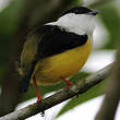 Manakin à col blanc