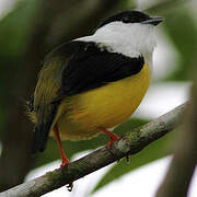 Manakin à col blanc