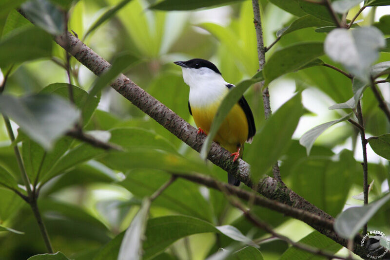 White-collared Manakin male adult, identification