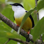 Manakin à col blanc