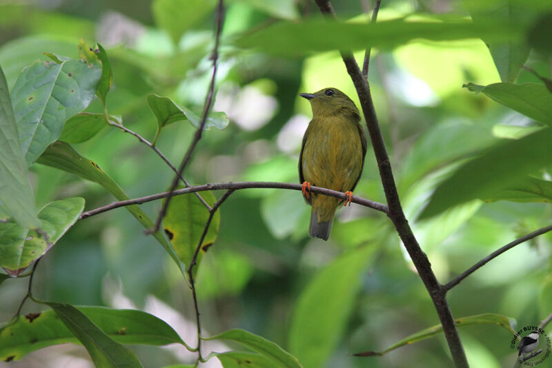 Manakin à col orange, identification