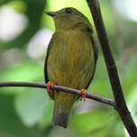 Manakin à col orange