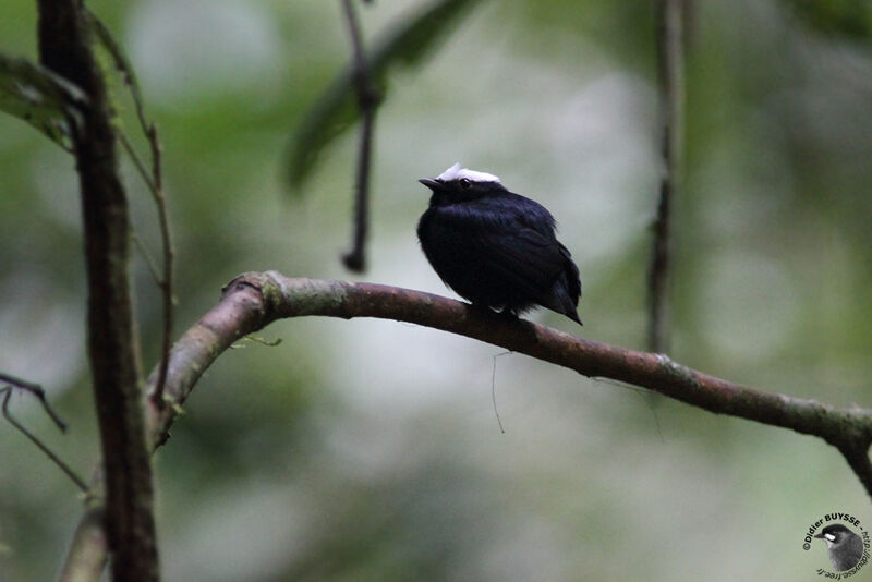 Manakin à tête blanche mâle adulte, identification