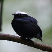 White-crowned Manakin