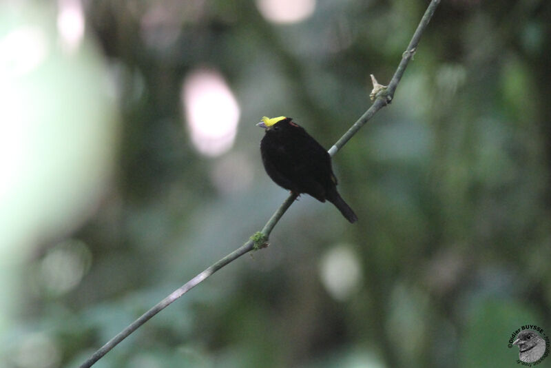 Golden-winged Manakin male adult, identification