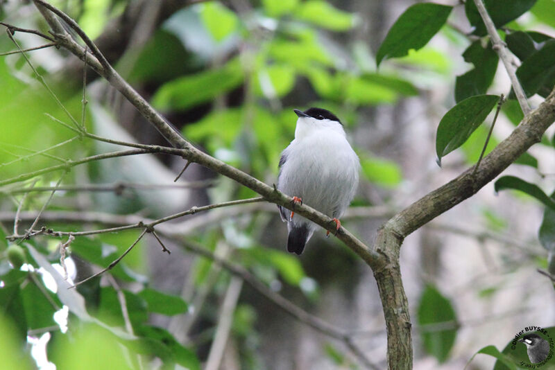 White-bearded Manakin male adult breeding, identification