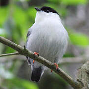 White-bearded Manakin