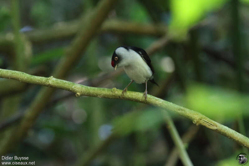 Pin-tailed Manakin male adult breeding, Behaviour