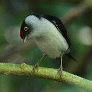 Pin-tailed Manakin