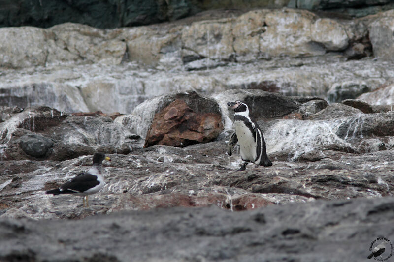 Manchot de Humboldtadulte, identification