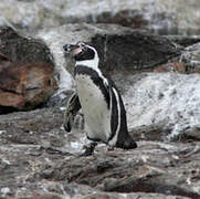 Humboldt Penguin