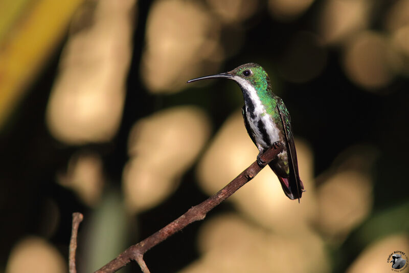 Black-throated Mango female adult, identification