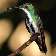 Black-throated Mango