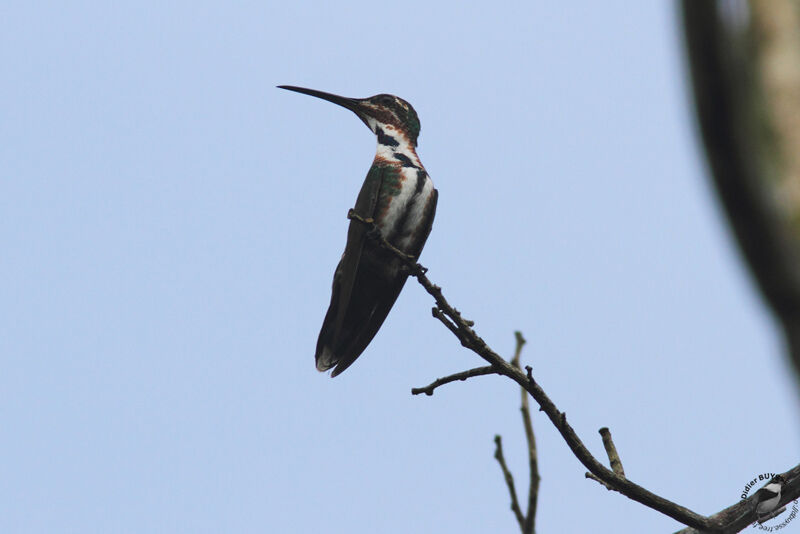 Green-breasted Mangoimmature, identification