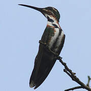 Green-breasted Mango