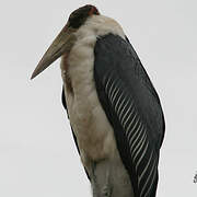 Marabou Stork