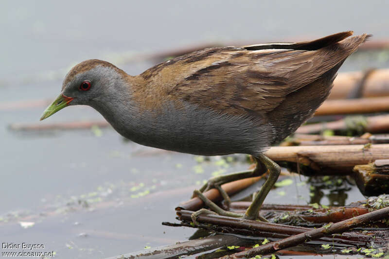 Little Crake male adult breeding, close-up portrait