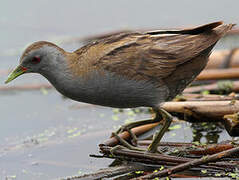 Little Crake