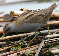 Little Crake