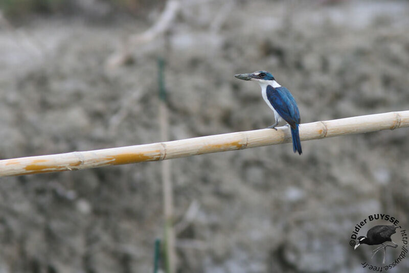 Collared Kingfisheradult, identification