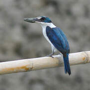 Collared Kingfisher