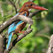 White-throated Kingfisher