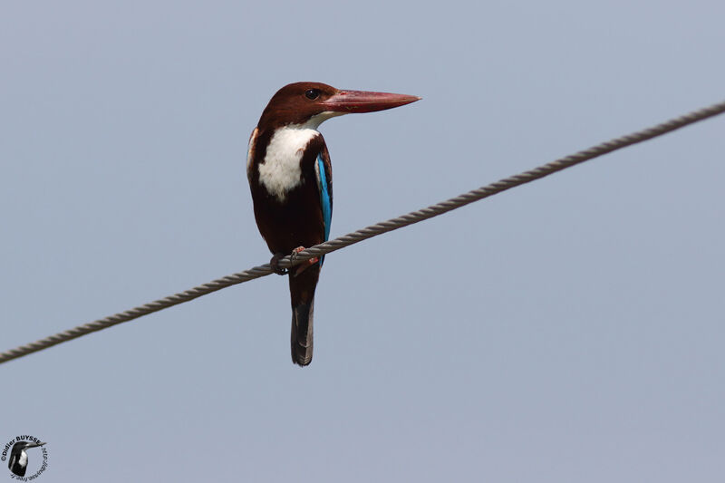 White-throated Kingfisheradult, identification