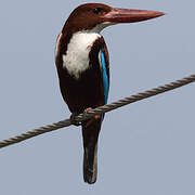 White-throated Kingfisher