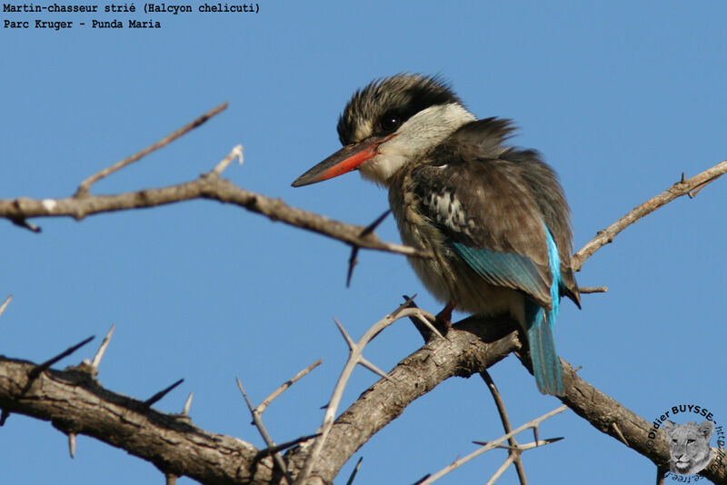 Striped Kingfisher