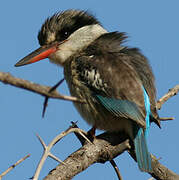 Striped Kingfisher