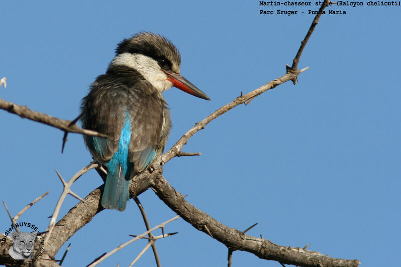 Striped Kingfisher