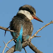 Striped Kingfisher