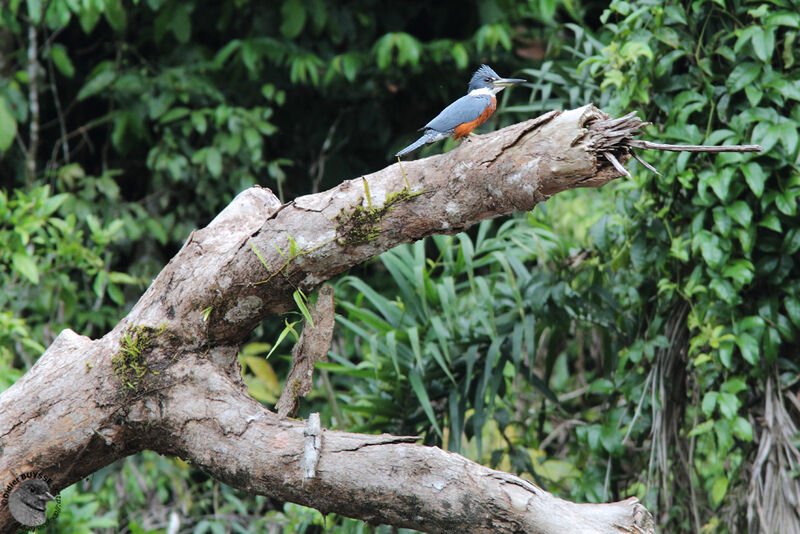 Ringed Kingfisher male adult, identification