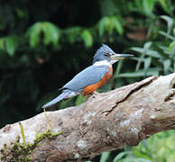 Ringed Kingfisher