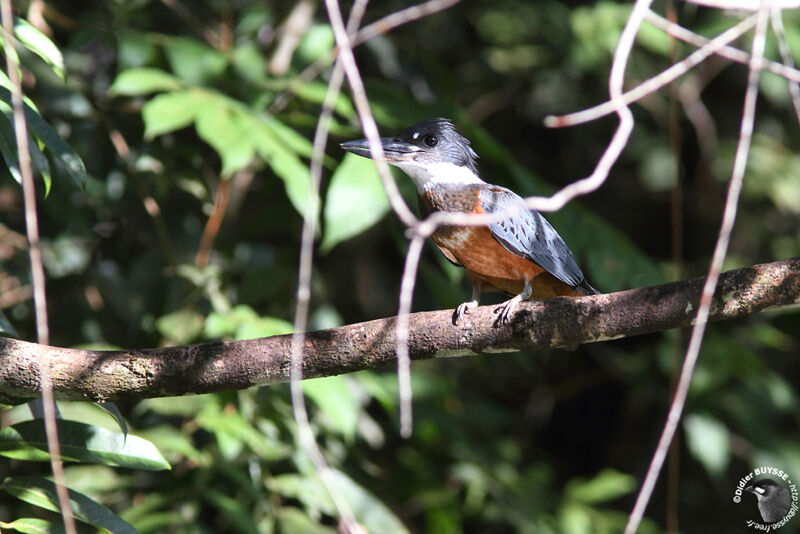 Ringed Kingfisher female adult